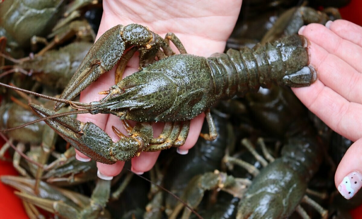 СРЕДНЕ КРУПНЫЕ